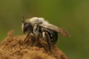 ground bees miner Ground-Nesting Bees Are Somehow Both Solitary & Social