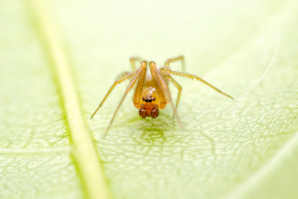 Pink prowler spider